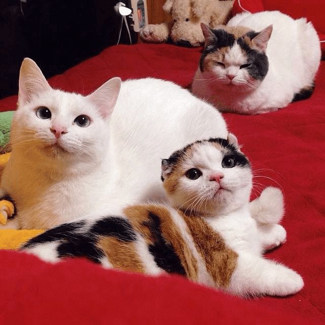 宠物部落宠物狗：毛茸茸的家庭成员