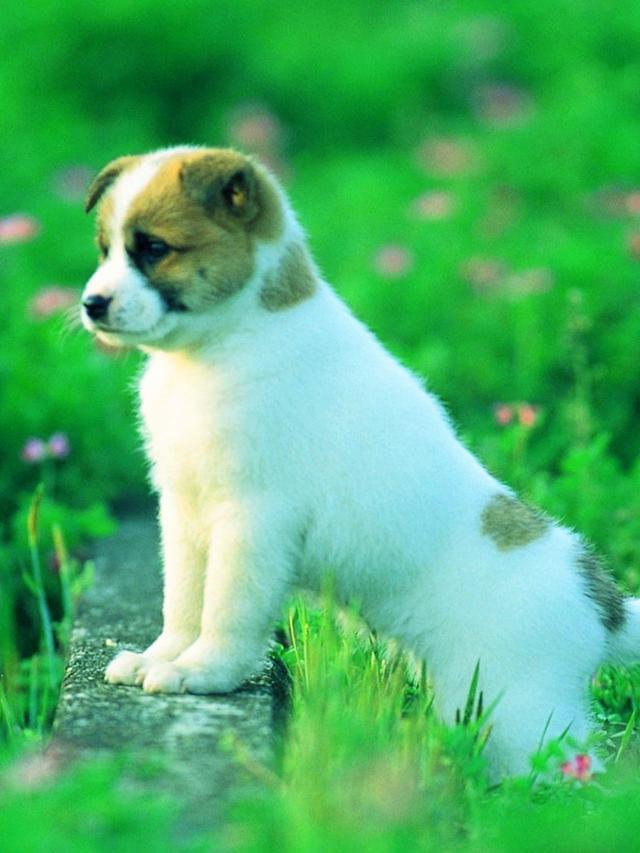 宠物狗被车撞交警处理:如何正确应对宠物事故 宠物狗被车撞交警处理:如何正确应对宠物事故