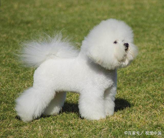 宠物狗当肉狗卖了:揭秘宠物市场的灰色地带 宠物狗当肉狗卖了:揭秘宠物市场的灰色地带