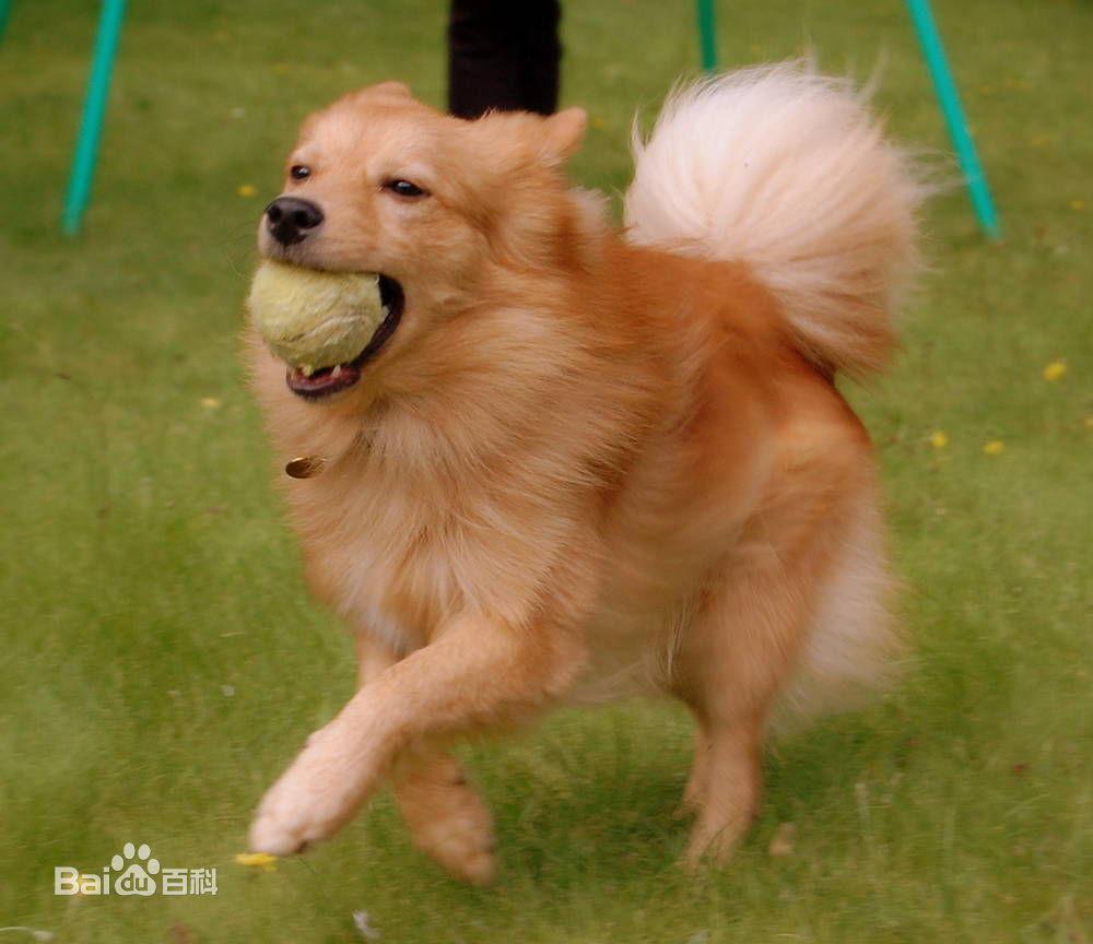 宠物狗频繁生育问题：揭秘养狗家庭的烦恼与应对策略