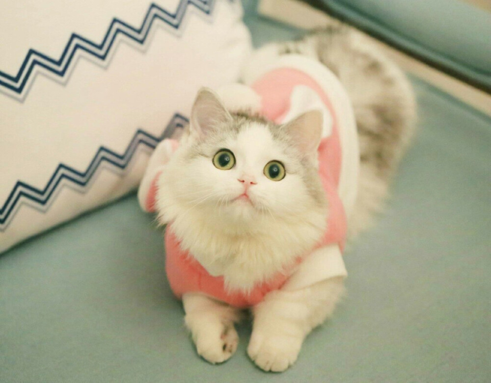 菩提宠物狗照片大全：记录萌宠生活的点点滴滴