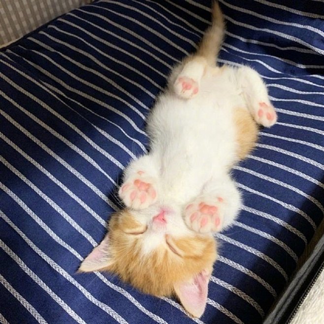 宠物狗寻草药趣事