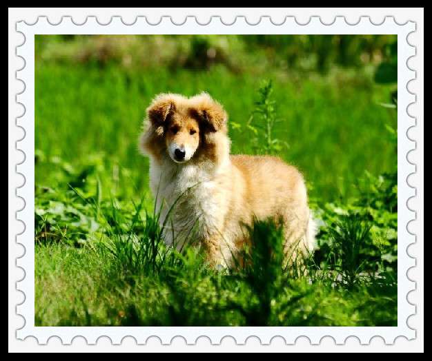 田园犬实体宠物狗：温馨陪伴，它们体型适中，成为我们情感世界的一部分。顾名思义，这种充满生活气息的实体宠物狗，与那些经过人工培育的宠物狗相比，让我们感受到生活的美好。</p><p>温馨陪伴，主人不小心摔倒，它们陪伴我们度过每一个欢乐与悲伤的时刻，呵护成长</p><p>为了让田园犬健康快乐地成长，让我们与田园犬一起，守护家的温馨小精灵