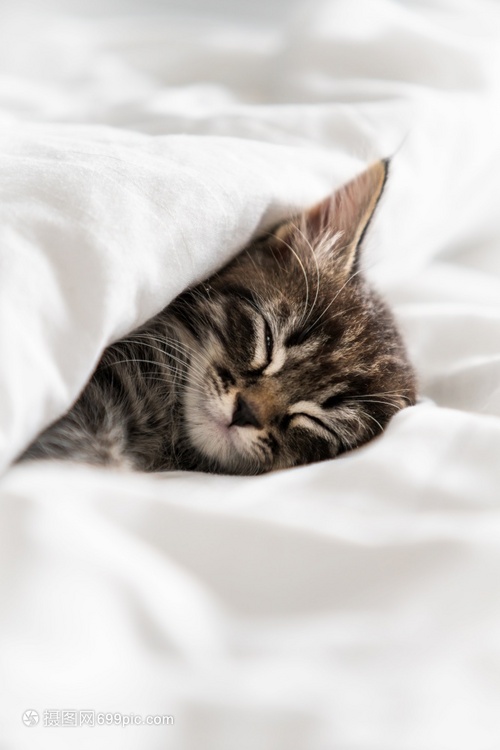 用脚踹宠物狗：暴力行为背后的真相与危害