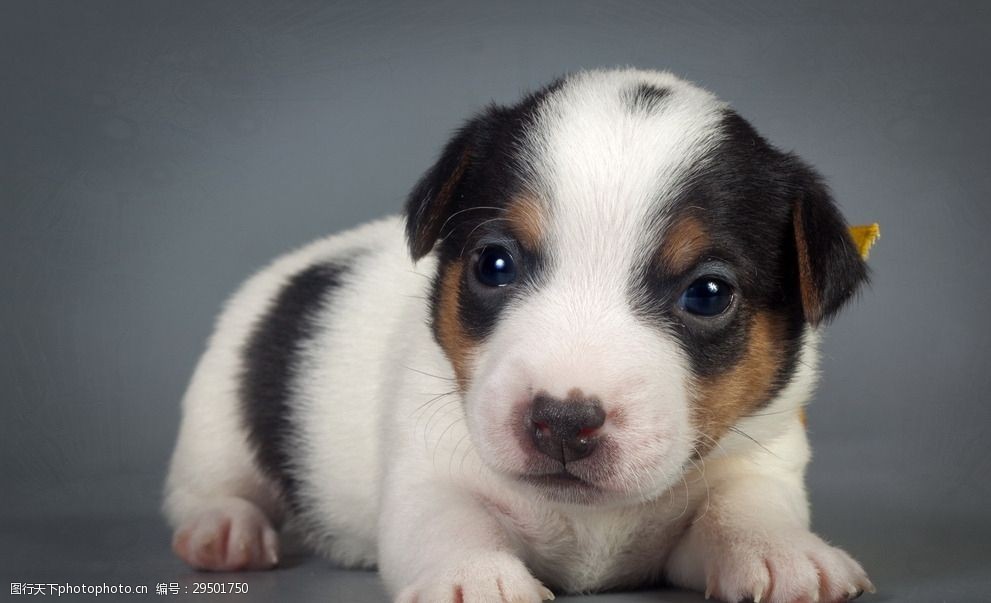 宠物狗围栏矮矮的：打造安全又温馨的宠物乐园