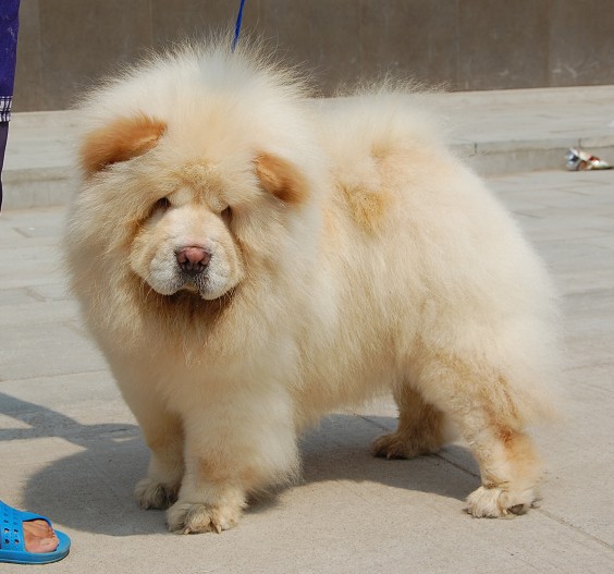 宠物狗飒：当毛孩子成为生活里的