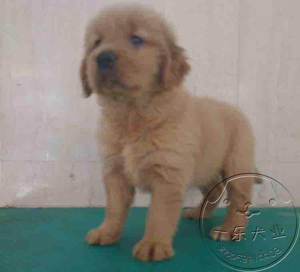 宠物狗好看品种：揭秘那些让人一见倾心的狗狗