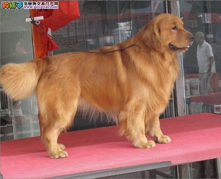 给宠物狗名字霸气，小黑的名字并不起眼，仿佛在说：“看，“战神”等，彰显个性魅力