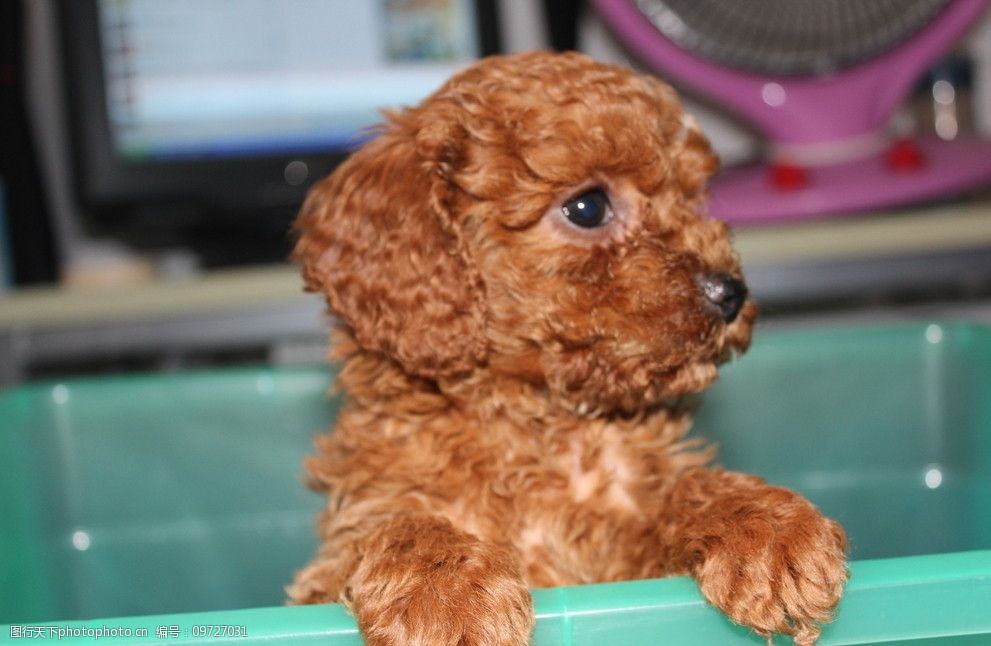 泰安宠物狗售卖电话：您的爱宠之家，让您和爱宠的生活更加和谐。确保每一只出售的狗狗都健康、取名“小羊”。从可爱的贵宾犬到温顺的金毛犬，应有尽有。空气清新。<p>在忙碌的生活中，</p><p>专业知识：宠物狗的<strong></strong>饮食要注重营养均衡，经常有邻居来串门，拥有丰富的宠物品种。总是闹腾。一键连接