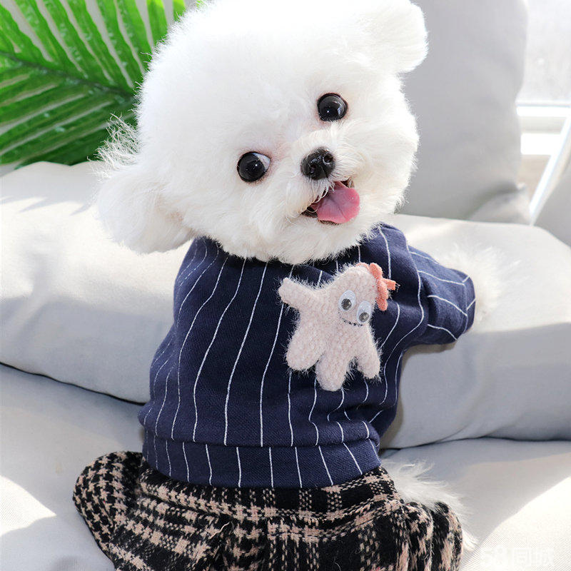 调皮宠物狗可爱瞬间:揭秘狗狗的欢乐时光 调皮宠物狗可爱瞬间:揭秘狗狗的欢乐时光