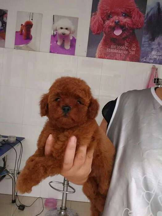 宠物狗繁育前景分析：市场潜力与挑战并存