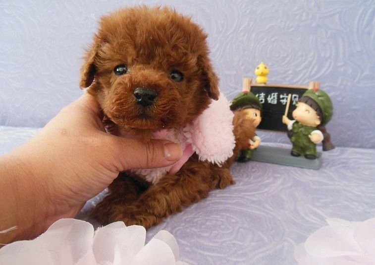 宠物狗的食量:揭秘狗狗饮食习惯的奥秘 宠物狗的食量:揭秘狗狗饮食习惯的奥秘