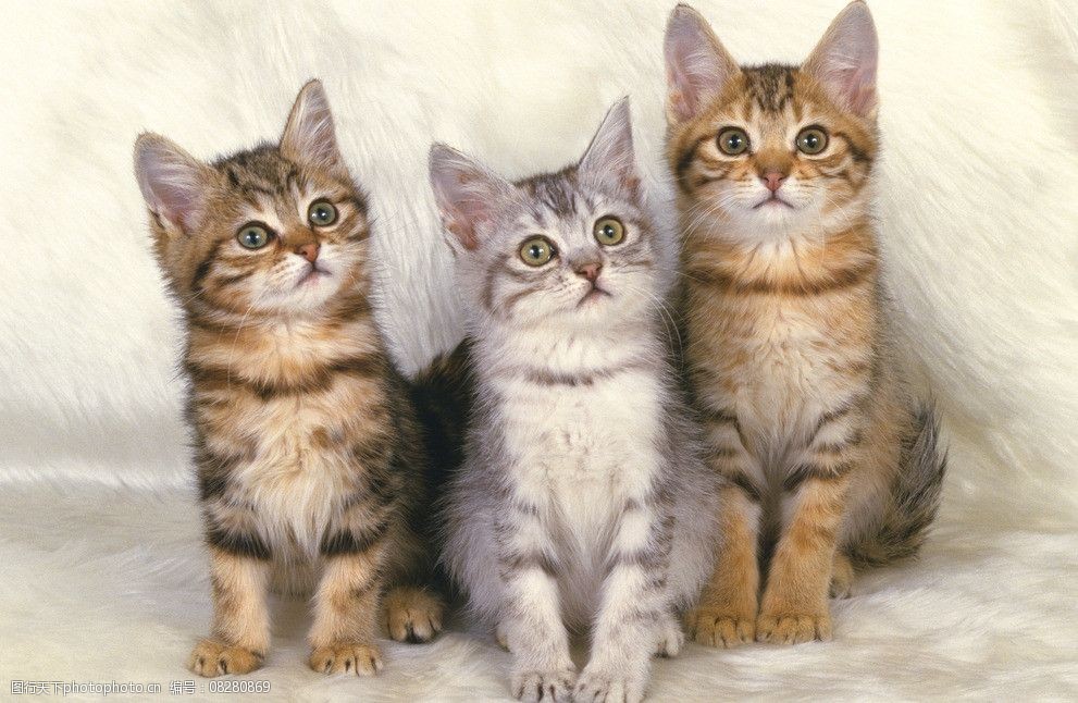 宠物狗抹辣椒趣事