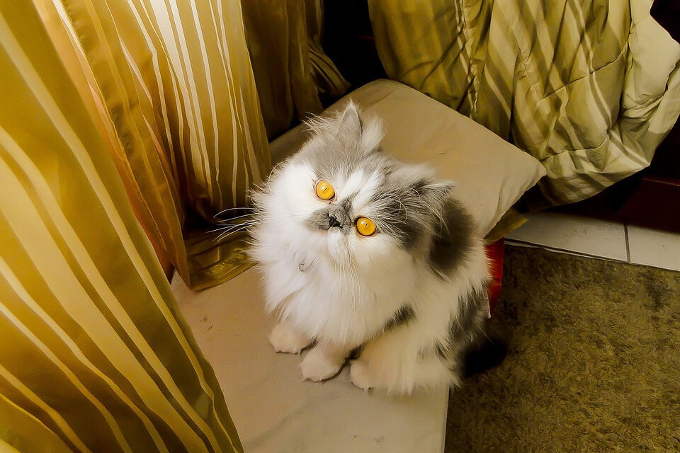 广州萨摩耶宠物狗批发：寻找您家的温馨伙伴