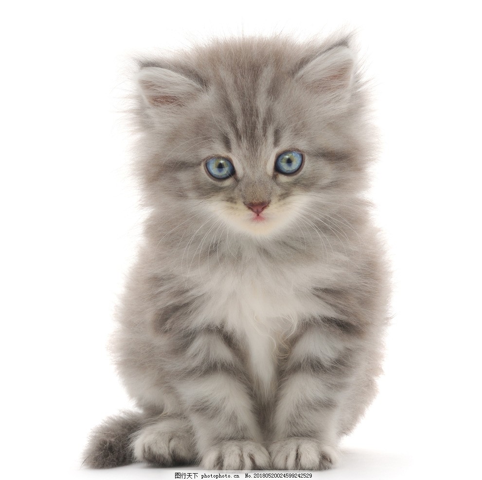 重庆巫山宠物狗市场:萌宠乐园,更是她生活中不可或缺的一部分。两个小家伙一见如故,还教会了他关爱生命的重要性。情感栖息地