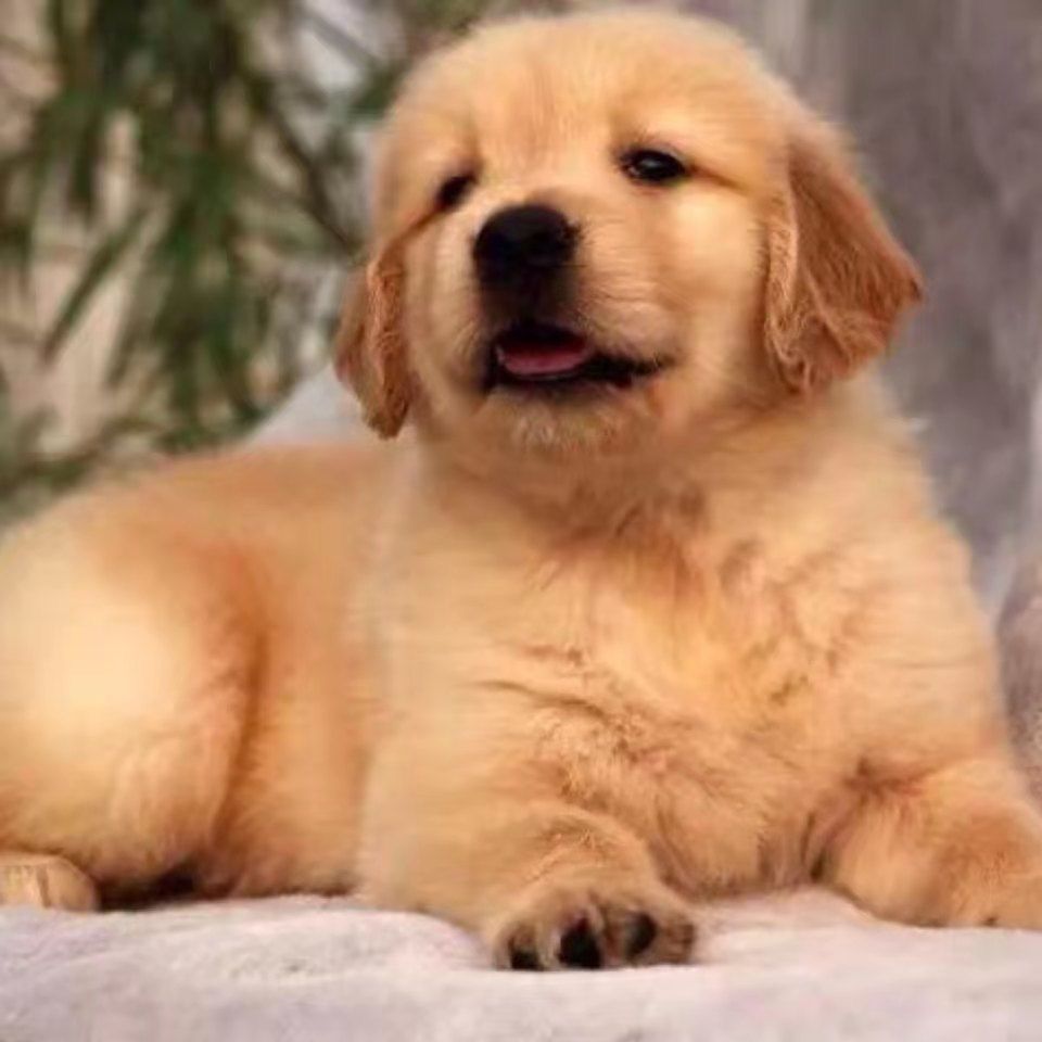 宁乡领养宠物狗电话：开启您与毛孩子的美好邂逅