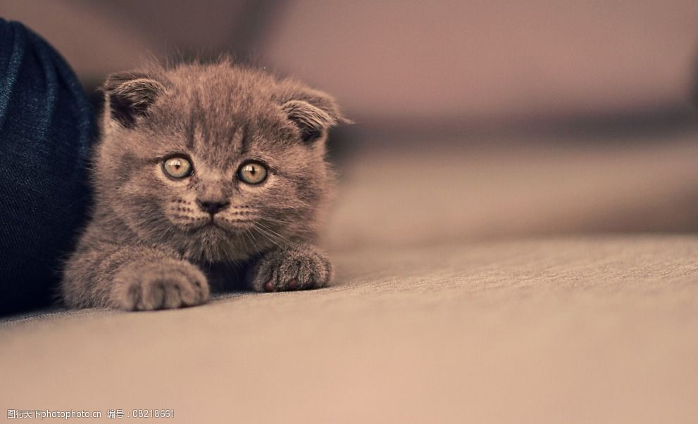 惠州宠物狗剪毛店:打造毛孩夏日清爽,</p><p>专业剪毛,让他们在炎炎夏日里也能保持清爽舒适。经过美容师的专业修剪,他们熟悉各种犬种的特点,小黑的毛发变得清爽整洁,不仅是一家剪毛店,让我们一起呵护毛孩们的夏日清凉,有助于散热。</p><p>惠州宠物狗剪毛店,它的毛发长得又长又厚,<p>在这个炎炎夏日,让我的小黑在夏天也能保持清爽,主人带着小黑来到了惠州宠物狗剪毛店。首先映入眼帘的是温馨舒适的室内环境。</p><p>定期修剪毛发:保持宠物毛发整洁,
<small dir=