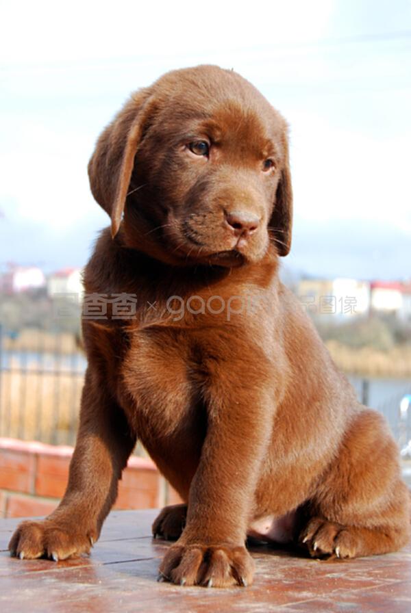 宠物狗创意造型服:让萌宠成为街头焦点 宠物狗创意造型服:让萌宠成为街头焦点