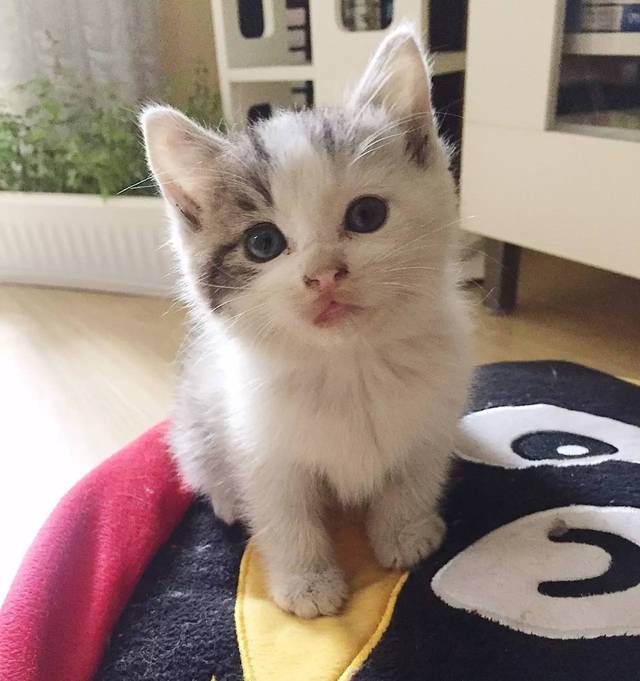 宠物狗掉皮屑原因揭秘:养宠知识大公开 宠物狗掉皮屑原因揭秘:养宠知识大公开