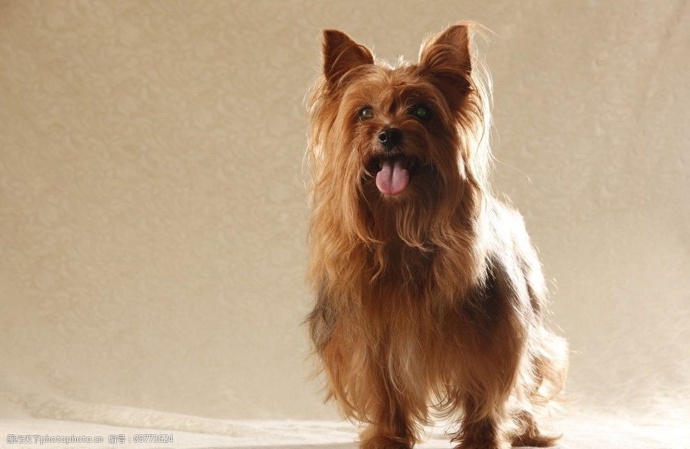 宠物狗有趣画像：捕捉毛孩子的独特魅力