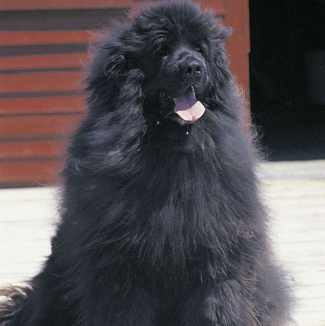 狗肉火锅宠物狗 狗肉火锅宠物狗