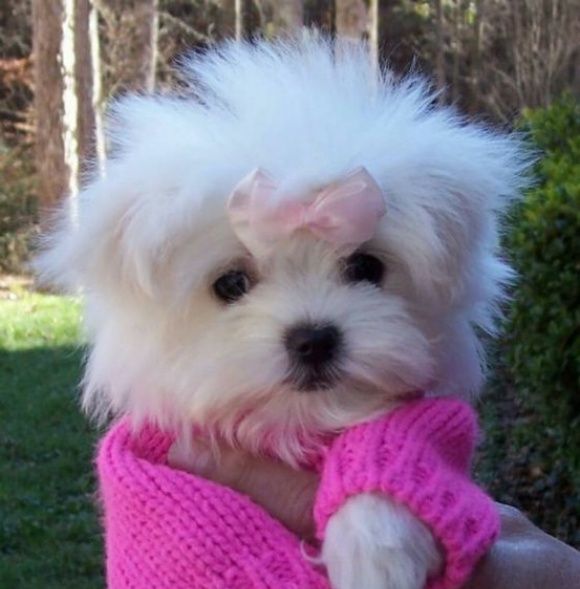 室内养鸡宠物狗:当汪星人遇上“毛茸茸室友” 室内养鸡宠物狗:当汪星人遇上“毛茸茸室友”