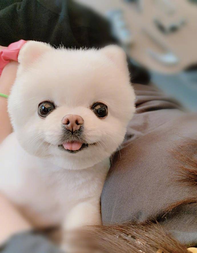 生日惊喜宠物狗:用爱打造毛孩子的专属派对 生日惊喜宠物狗:用爱打造毛孩子的专属派对