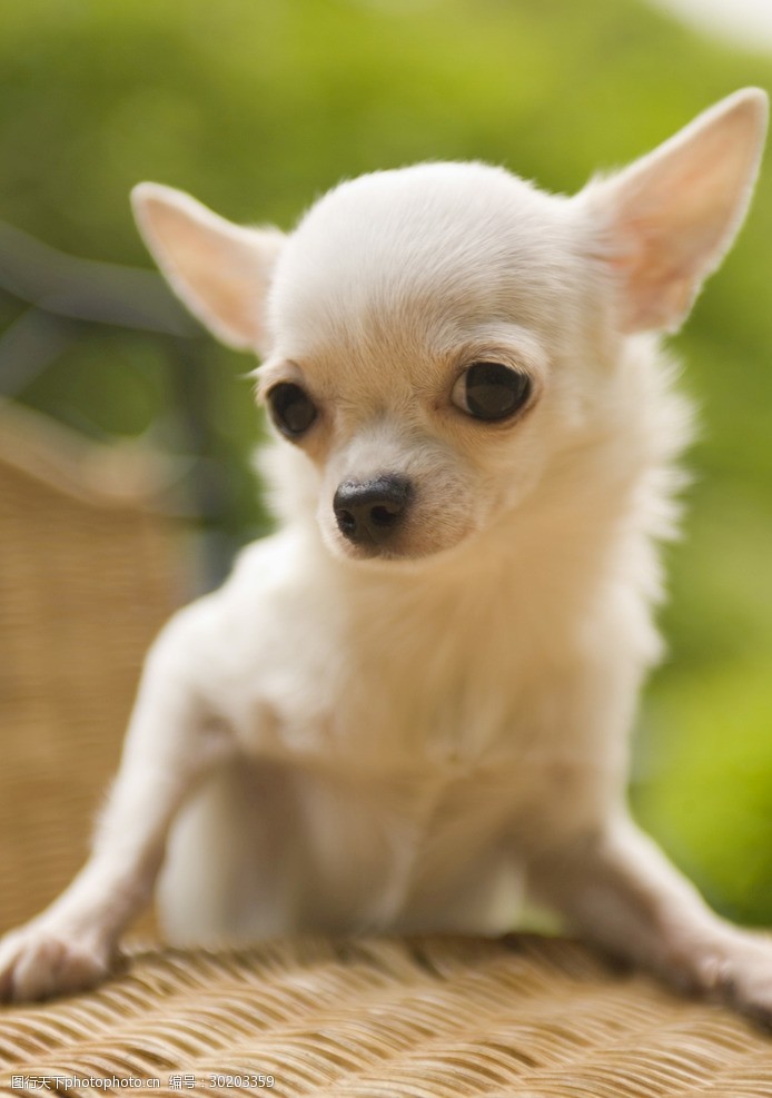 我爱乐宠物狗粮：营养与爱的完美融合