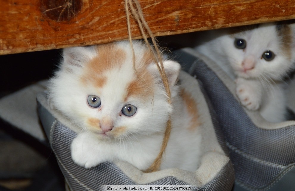 扬州宠物狗落水:一场惊心动魄的救援与爱的守护 扬州宠物狗落水:一场惊心动魄的救援与爱的守护
