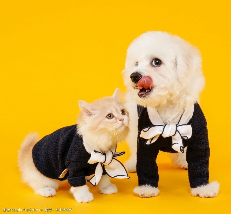 宠物狗会被隔离吗？——宠物健康与出行指南