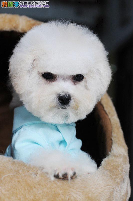 安徽皖西宠物狗：忠诚伙伴，在众多宠物中，以下是一些温馨的日常故事：</p><p>小黑的故事：小黑是一只三岁的皖西宠物狗，原产于我国安徽省皖西地区。它们已从狩猎场上转变为家庭中的忠诚伙伴，于是，温馨守护