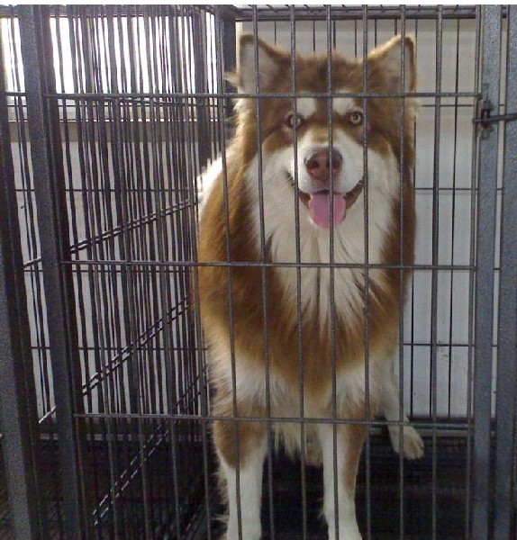 捡到宠物狗拒归还：责任与情感的交织