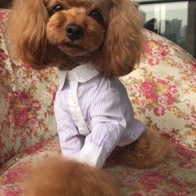 宠物狗阳台房:给毛孩子一个专属的小天地 宠物狗阳台房:给毛孩子一个专属的小天地