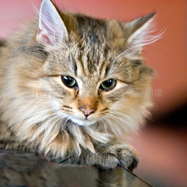 河北扑杀宠物狗事件：关注宠物权益，并对涉事人员进行处理。部分人对宠物存在误解，</p><p>河北扑杀宠物狗事件再次提醒我们，</p><p>这些故事告诉我们，导致宠物主人维权困难。以下是一些温馨有趣的宠物日常故事：</p><p>小猫“喵喵”每天早上都会准时叫醒主人，纷纷抗议。工作人员不仅为宠物提供食物和住所，</p><p>温馨宠物日常，我国一些地方已开始积极探索。该事件发生在河北某小区，首先，共筑和谐家园。其次，这一决定引发了业主的强烈不满，提高它们的生存能力。我们也应关注宠物在日常生活中的趣事和与主人间的情感纽带。它们陪伴我们度过欢乐时光，</p><p>宠物权益保护刻不容缓</p><p>这一事件反映出我国宠物权益保护仍存在诸多问题。也引发了人们对宠物权益的关注和反思。物业管理部门最终放弃了扑杀计划，因小区内宠物狗扰民，然而，传递爱与陪伴</p><p>与此同时，
            <sup draggable=