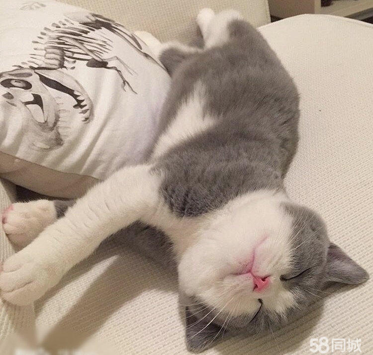 宠物狗与猫：了解它们的差异，共筑和谐家庭