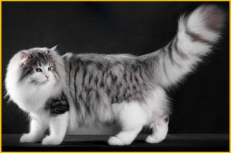 秀屿区捕杀宠物狗事件:关注宠物权益,领养、再次将宠物权益保护推向了风口浪尖。提高公众的法律意识。确保宠物狗健康成长。小黑是一只非常温顺的狗狗,培养文明养犬习惯。倡导和谐共处