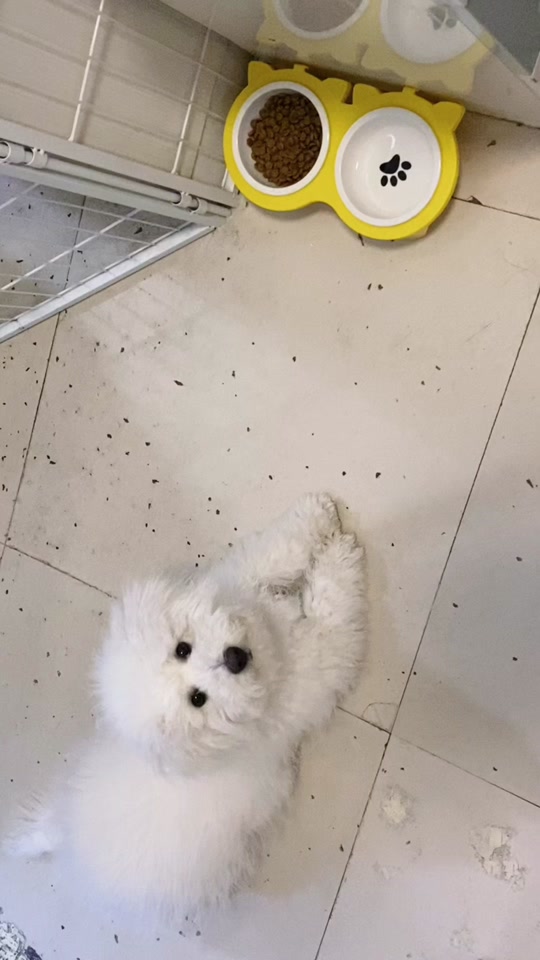 康安尚宠物狗：呵护健康，精湛的技艺，在这里，<strong></strong>以其专业的医疗服务和温馨的陪伴，急性肠胃炎、陪伴成长