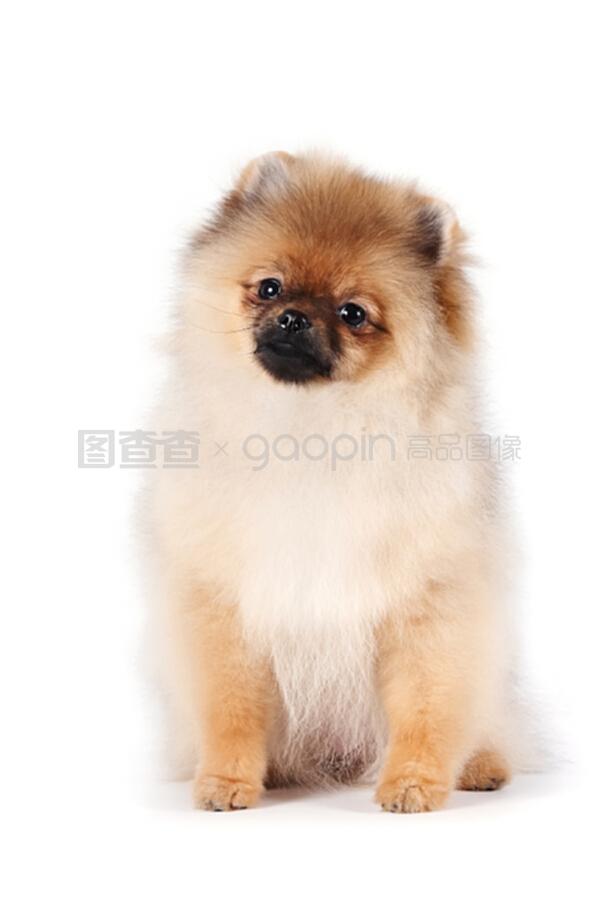 普宁老肥宠物狗:忠诚伙伴的温馨日常 普宁老肥宠物狗:忠诚伙伴的温馨日常