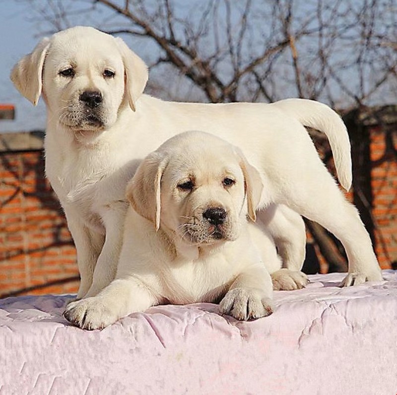 手提宠物狗玩具：陪伴爱犬的趣味小帮手