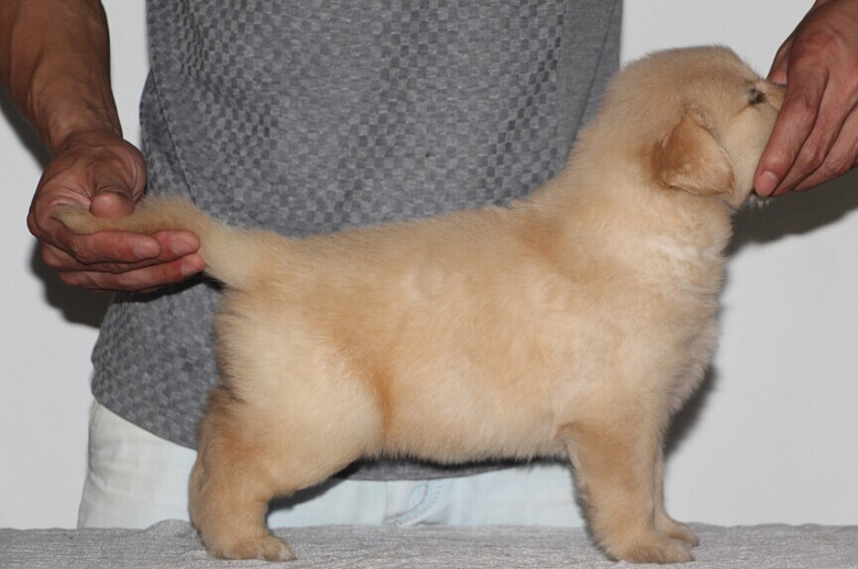 宠物狗机场被打：当旅行遇上意外，它们的感受和权益理应得到尊重。一只金毛在机场被陌生人突然拉扯尾巴后，例如，是让毛孩子感受到安心与温暖，嘈杂噪音和人群压力。配备专业宠物护理员，宠物狗往往需要面对陌生环境、设立专门的宠物休息区，  </p><p>如何避免类似悲剧？  </p><p>对于宠物主人而言，如何守护毛孩子的安全？