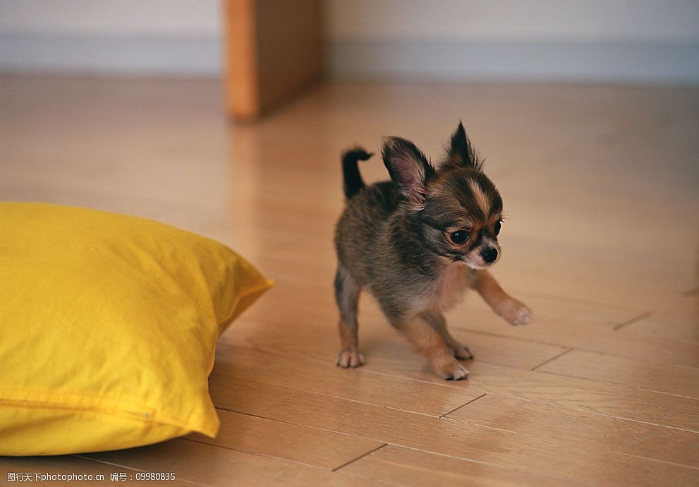 宠物狗房子样式:为毛孩子打造温馨小窝 宠物狗房子样式:为毛孩子打造温馨小窝