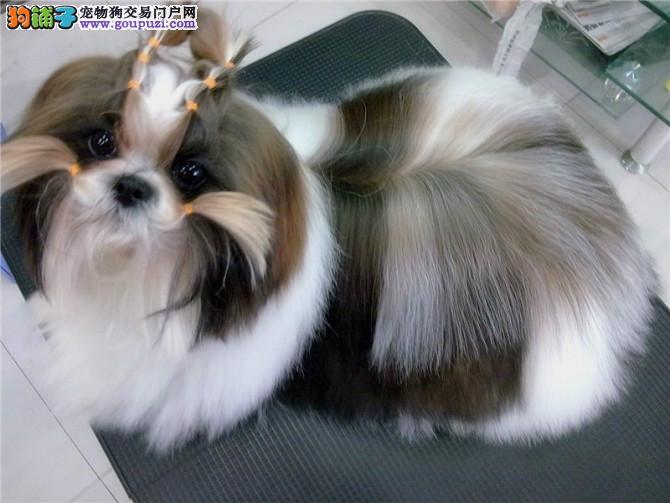 宠物狗看赛马好吗?一场宠物与运动的温馨邂逅 宠物狗看赛马好吗?一场宠物与运动的温馨邂逅