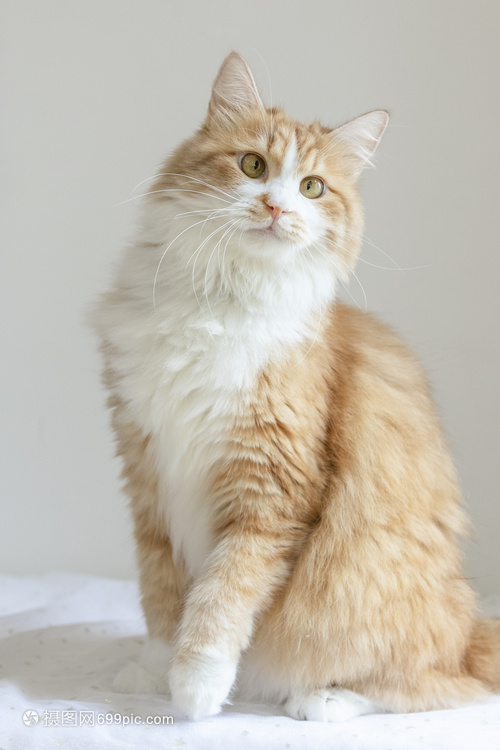 宠物狗溃烂:那些藏在毛发下的 宠物狗溃烂:那些藏在毛发下的