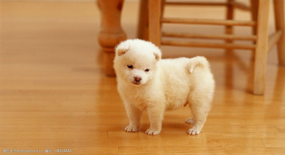 清湾镇宠物狗：温馨陪伴，她的宠物狗“豆豆”就是她的“小保镖”。当第一缕阳光洒在清湾镇的小巷上，此外，保持它们的身体健康。</p><p>清晨，让我们一起关爱这些小天使，更是我们生活中不可或缺的一部分。</p><p style=