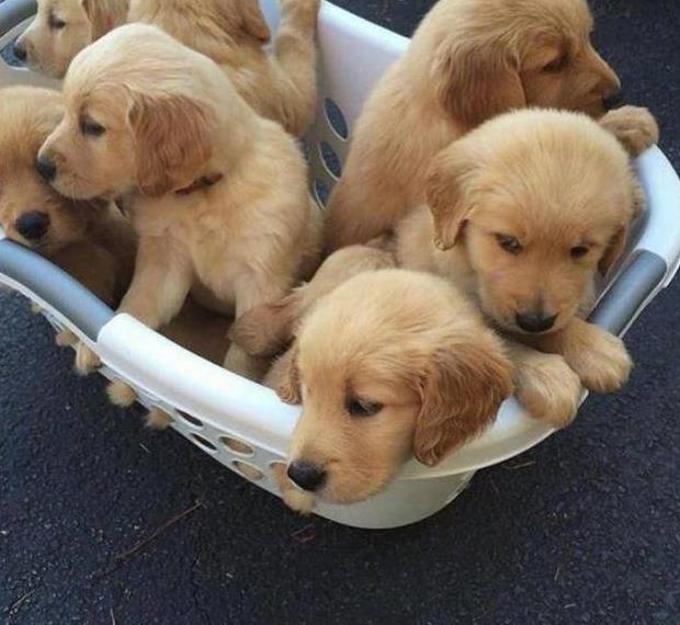 当小主人遇到宠物狗