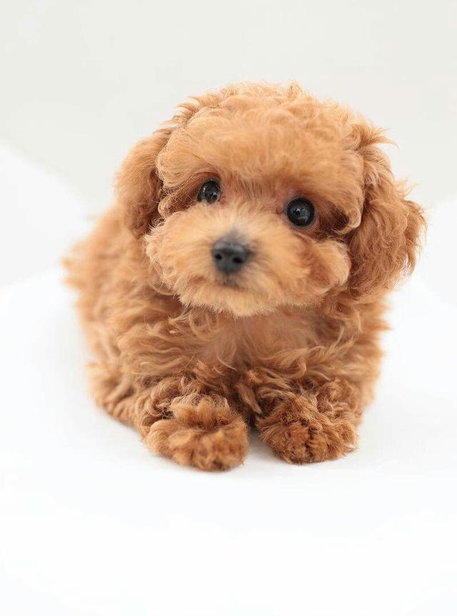 少妇喜欢什么宠物狗？揭秘养狗偏好与情感寄托