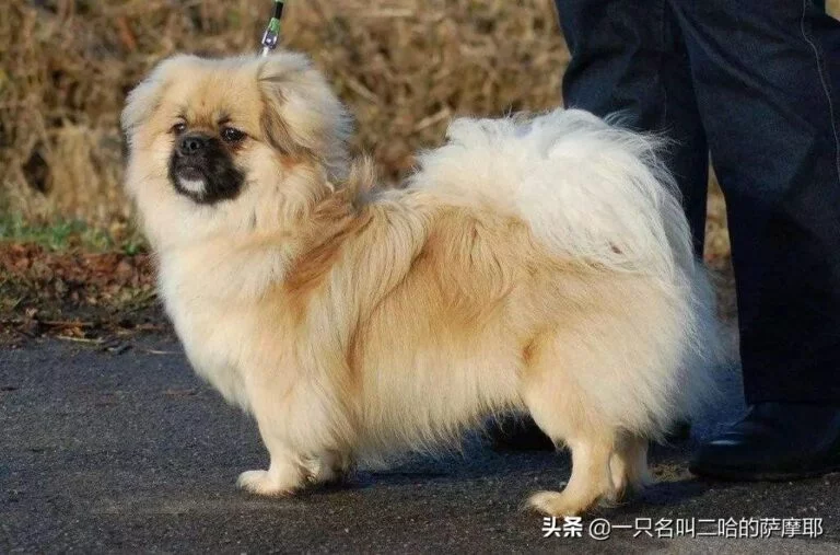 宠物狗的智能生活:手机电脑,它们的“新玩具”