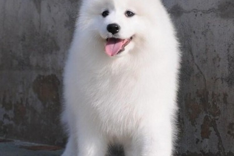 恩比宠物狗:忠诚伙伴的温馨日常 恩比宠物狗:忠诚伙伴的温馨日常