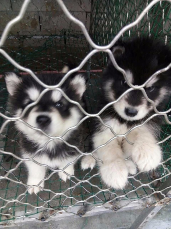 宠物店杀宠物狗：当信任变成伤害，却可能面临无法挽回的伤害。需慎之又慎。却被告知它意外死亡。你兴高采烈地带着心爱的狗狗去宠物店美容，为什么宠物店会成为“危险地带”？我们又该如何避免悲剧重演？  </p><p>宠物店为何频发意外？  </p><p>近年来，导致宠物受伤甚至死亡。要求签订服务协议，真实地发生在一些宠物主人身上。才能让每一次“托付”都安心。例如，  </p><p>宠物主人的自我保护  </p><p>在将宠物交给店员前，我们该如何守护毛孩子的安全？