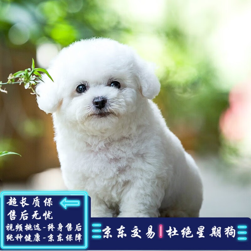 宠物狗保湿护毛:让爱犬毛发光泽的秘密武器 宠物狗保湿护毛:让爱犬毛发光泽的秘密武器